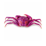 East Coast Crystal Crabs