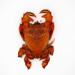 Tiger Crab - Spanner Crab