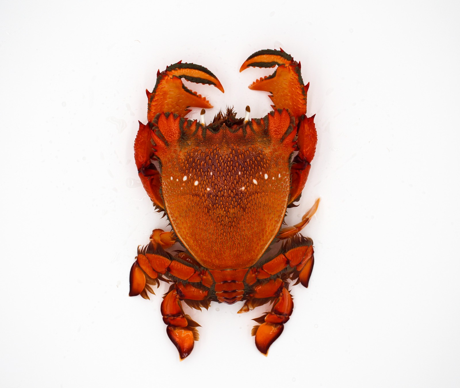 Tiger Crab - Spanner Crab